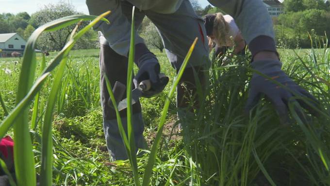 Harte Arbeit auf der Farm: So entsteht der Thurgauer «Chnobli»