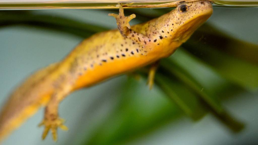 Ein kalabrischer Bergmolch in der Aufzuchtstation des Lausanner Aquariums Aquatis.