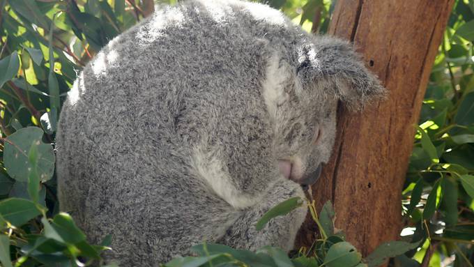 Mysteriöser Tod von 16 Koalas auf australischer Plantage
