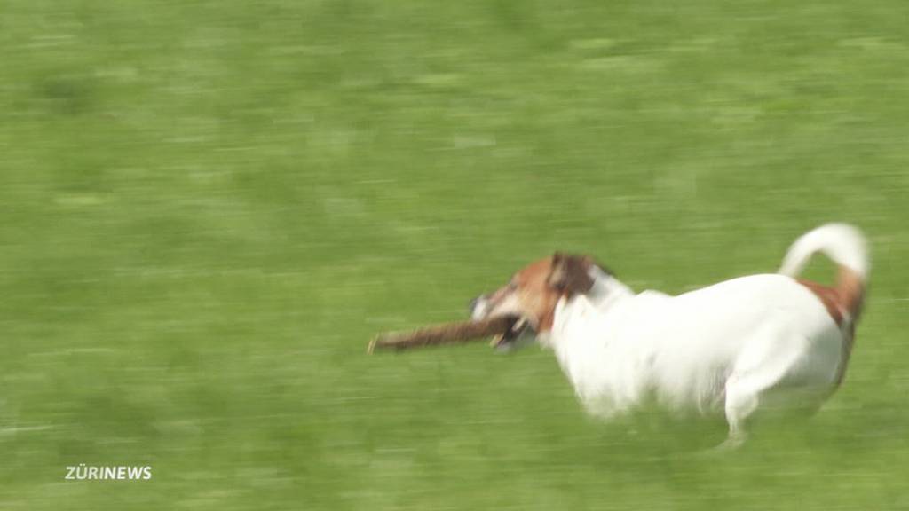 Polizei schiesst auf Herdenschutzhund