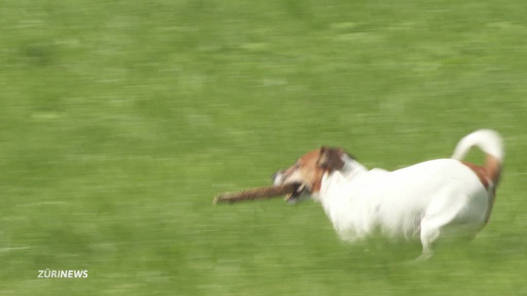 Polizei schiesst auf Herdenschutzhund