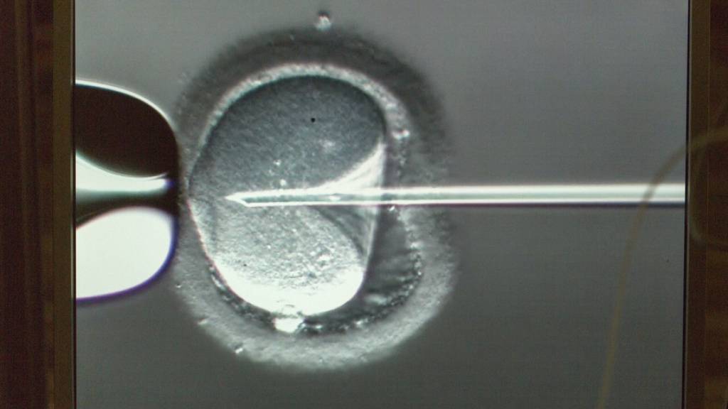 Ein Spermatozoon wird zwecks Befruchtung in ein Ei injiziert. Normalerweise stammt es vom Partner der werdenden Mutter oder von einem anonymen Spender. In den Niederlanden injizierte ein Arzt ohne Wissen der Frauen seinen eigenen Samen - «moralisch inakzeptabel» fand seine Klinik. (Symbolbild)