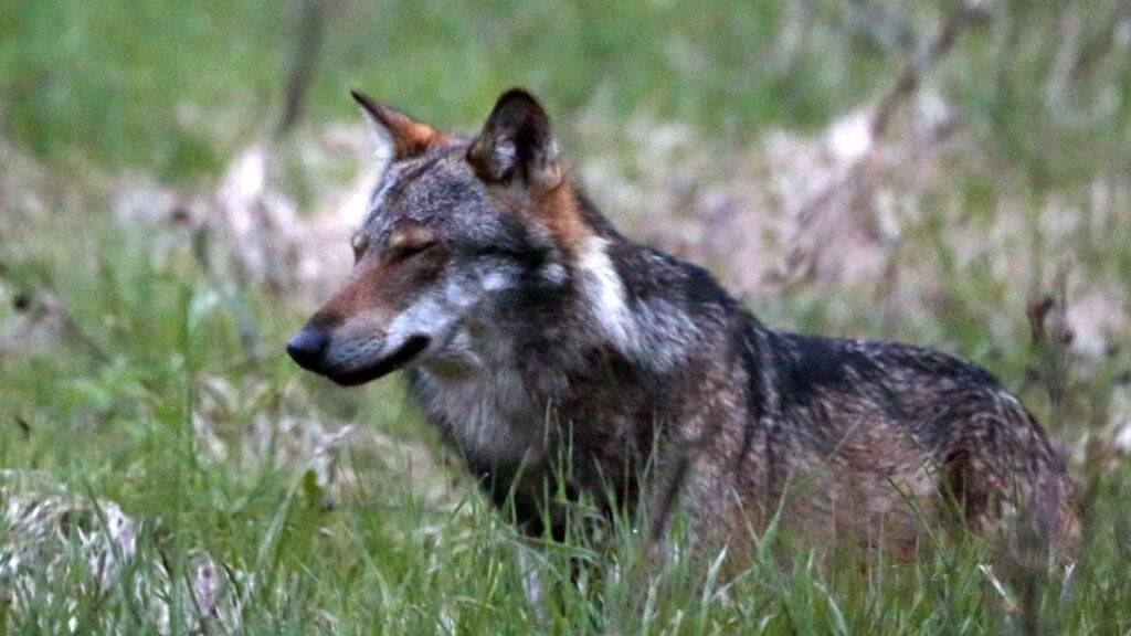 Ein Wolf im Kanton Schwyz hat die Scheu vor den Menschen verloren. (Symbolbild)