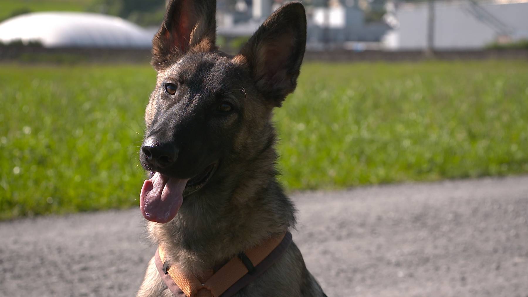 Max