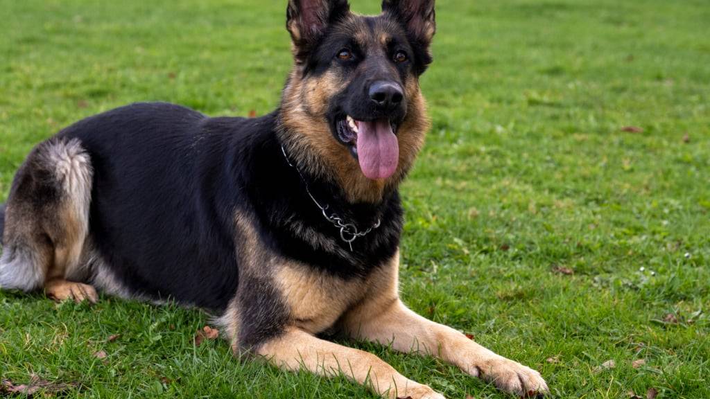 Der Deutsche Schäferhund ist heute genetisch deutlich ärmer als noch vor 120 Jahren. (Archivbild)