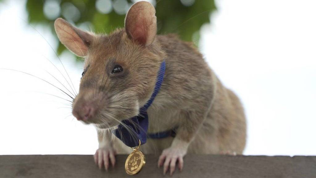 Berühmte Minensuch-Ratte stirbt mit acht Jahren