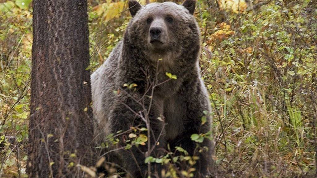 Der Grizzlybär steht im Yellowstone-Nationalpark wieder unter Schutz.