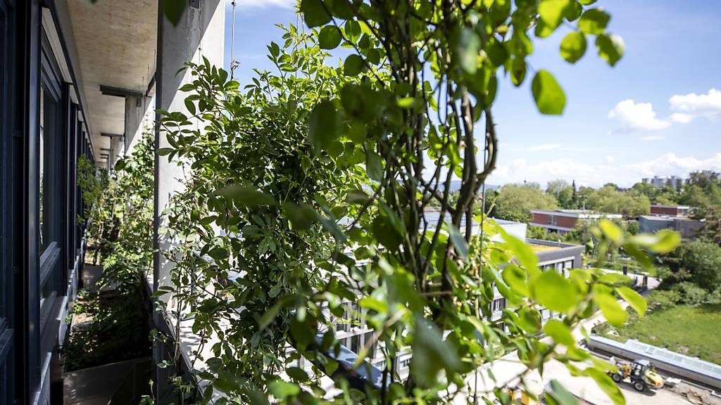 Die Vertikalbegrünung an der Südfassade des Triemli-Spitals soll für Abkühlung in kommenden Hitzesommern sorgen. (Archivbild)