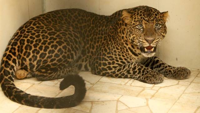 Wer möchte Gotti oder Götti von Leopard Sawala werden?