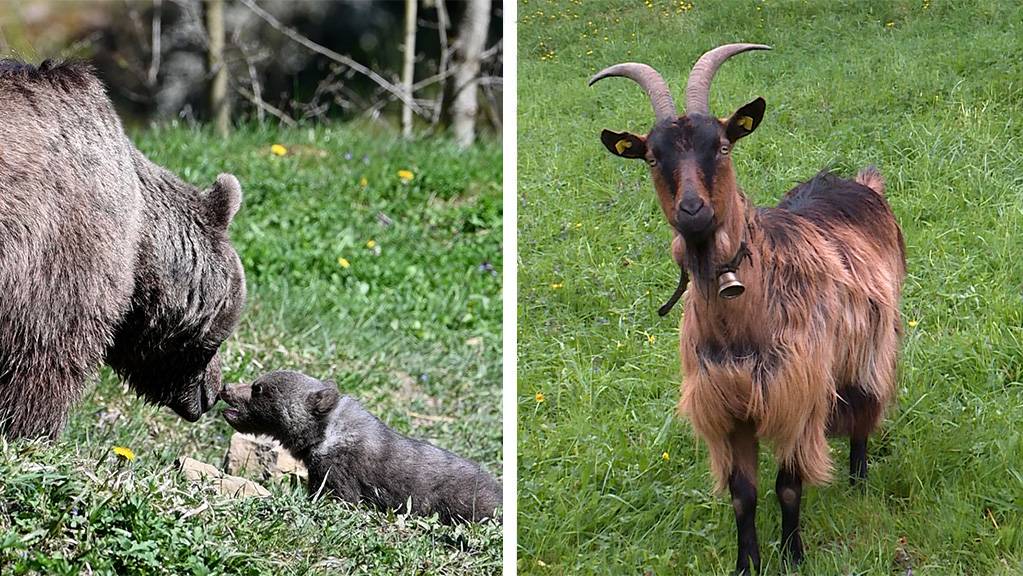 Super Mamas im Tierreich / Tierpark  Weihermaetteli