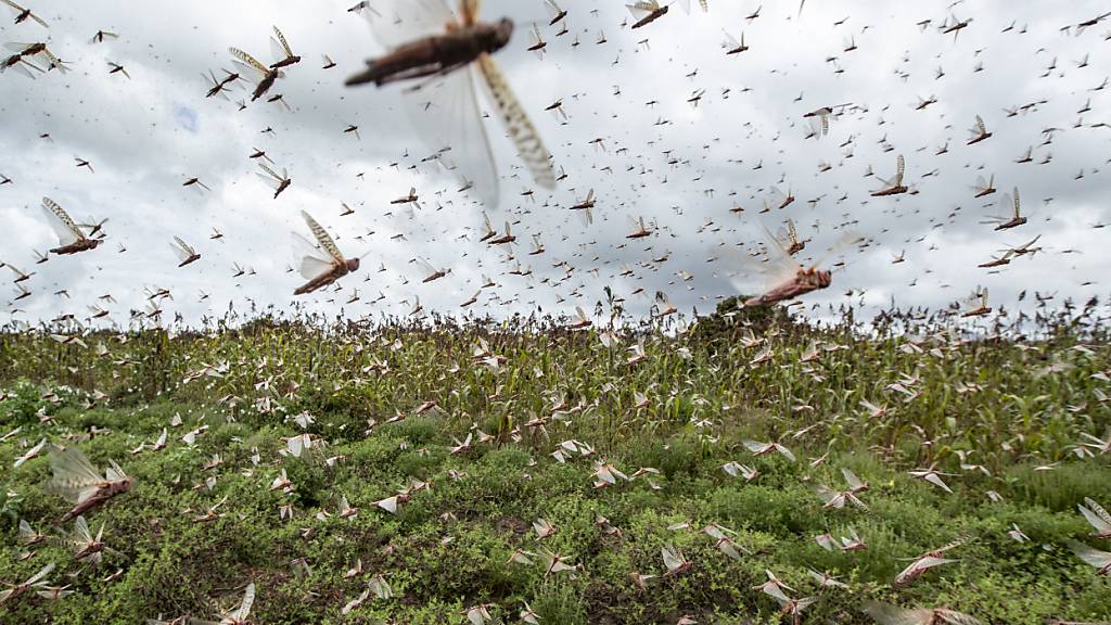 Insekten wandern vorwiegend am Mittag und während der Dämmerung