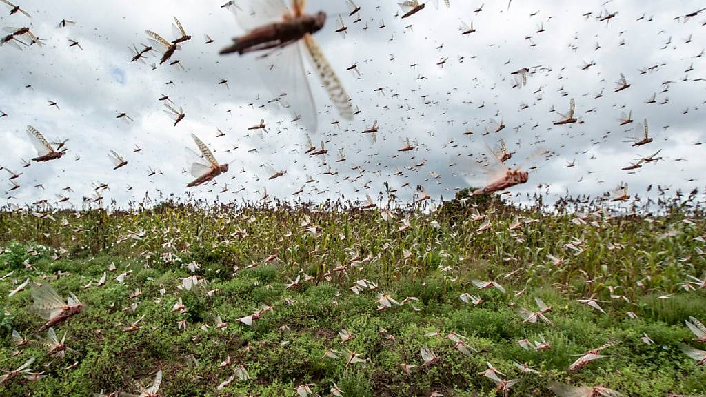 Billionen von Insekten befinden sich in gewissen Jahreszeiten auf Wanderung. Bekannt ist das etwa wegen Heuschrecken-Plagen. Über die genaue Migrations-Bewegung von Insekten ist bisher aber wenig bekannt.