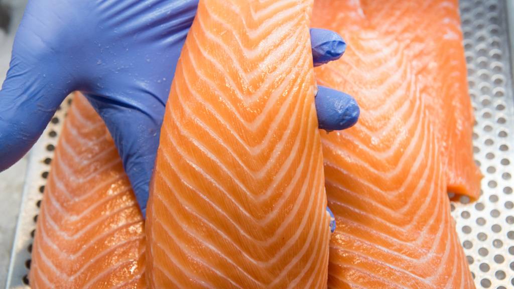 2500 Tonnen Lachs sollen in einer Fischzucht in Mollis GL künftig produziert werden. Tierschützen sehen darin eine Massentierhaltung. (Symbolbild)