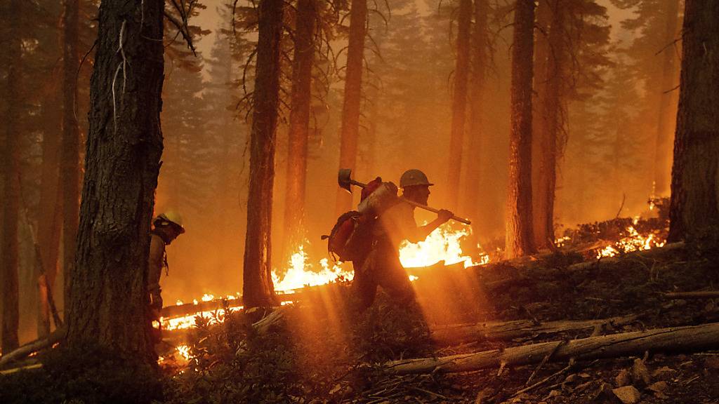 Feuerwehrmänner sind im Einsatz, um den Brand im Norden des Waldgebietes «Plumas National Forest» im Bundesstaat Kalifornien einzudämmen. Foto: Noah Berger/AP/dpa