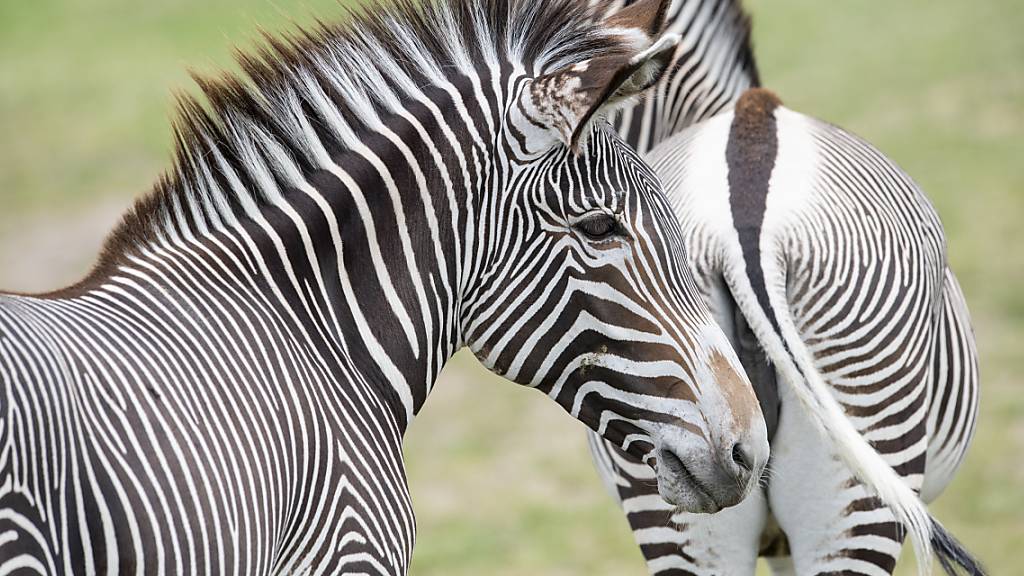 Im Zoo Zürich wurde ein Zebra tödlich verletzt. (Symbolbild)