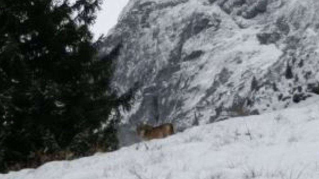Fotografiert, aber nicht identifiziert: ein Wolf oberhalb Mollis im Glarnerland.