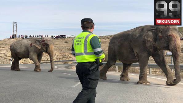Bahnstreik in Frankreich - Elefant stirbt bei Unfall
