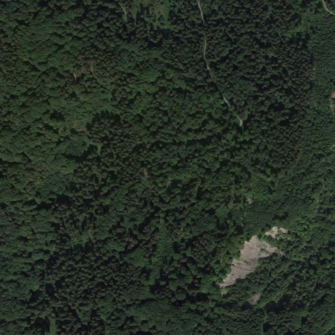 Zwei menschliche Skelette in Waldstück gefunden