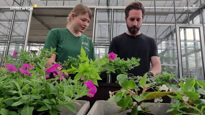 Blumen für die Kapellbrücke, Fähre und Minischweine: Damian Betschart entdeckt Luzerns Vielfalt