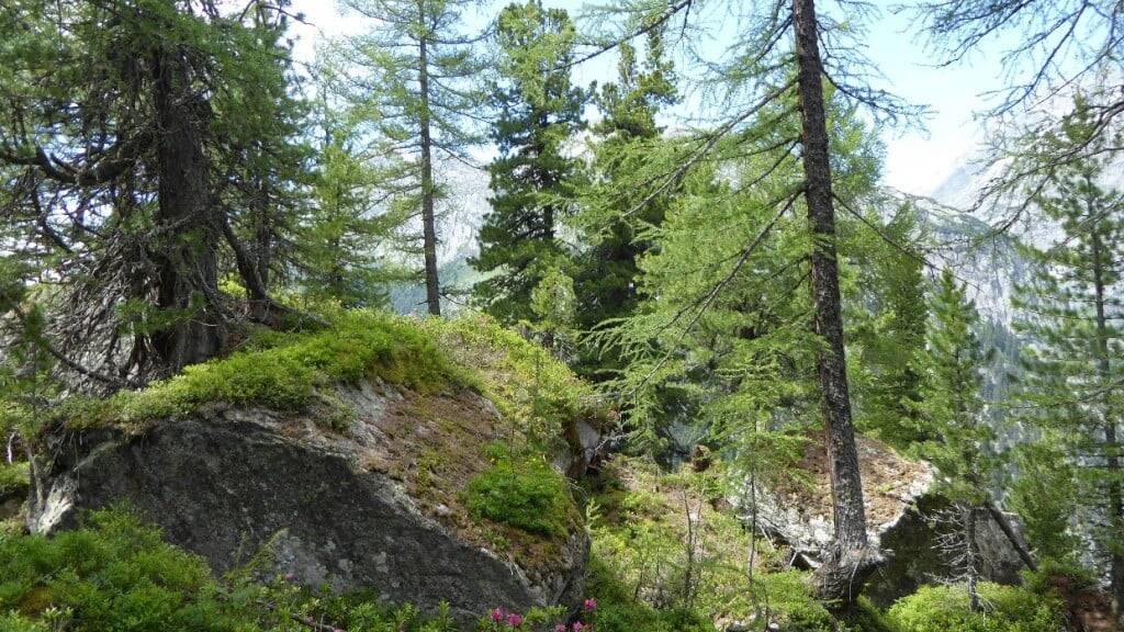 Das Urner Waldreservat umfasst unter anderem 137 Hektaren Lärchen-Arvenwälder.