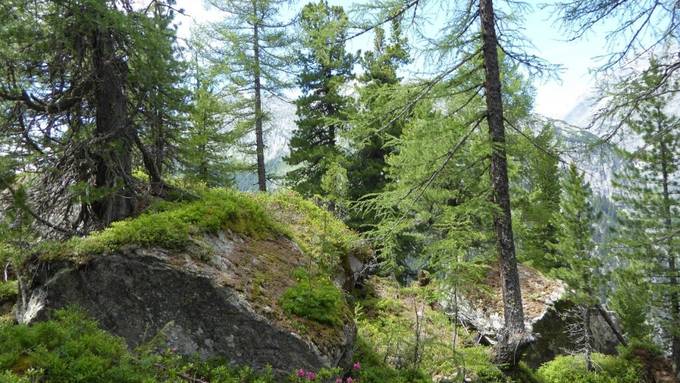 Grösstes Urner Waldreservat im Göschenertal eröffnet