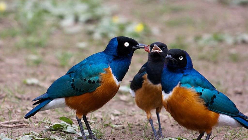Beim Dreifarben-Glanzstar verzichten einige Vögel auf eigenen Nachwuchs, um sich um die Jungtiere ihrer Artgenossen mit zu kümmern.