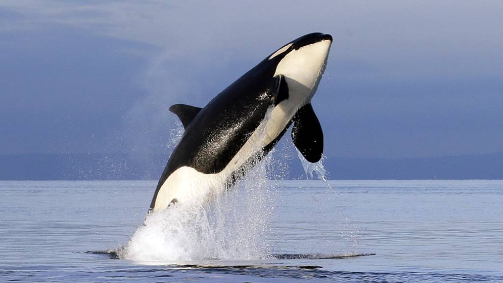 Nächster Vorfall bei Gibraltar: Orcas versenken 15 Meter-Yacht 