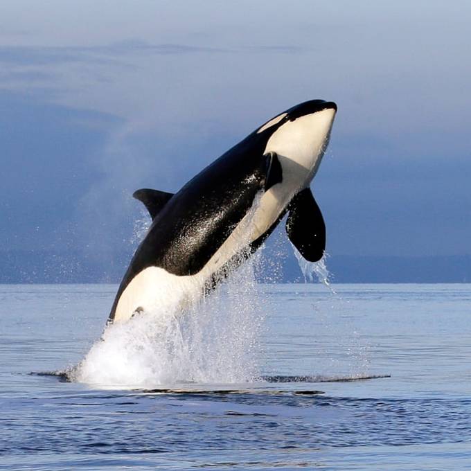 Nächster Vorfall bei Gibraltar: Orcas versenken 15 Meter-Yacht 