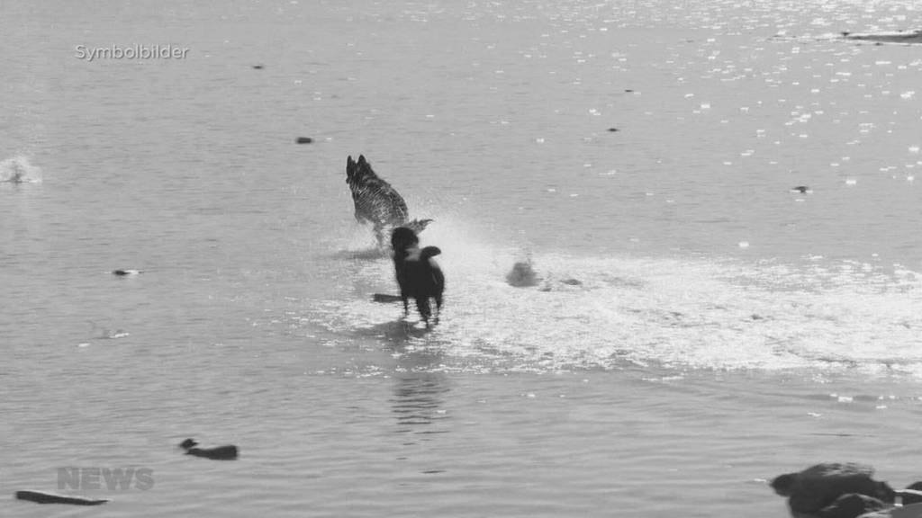 Hund stirbt, nachdem er in Bielersee gebadet hatte