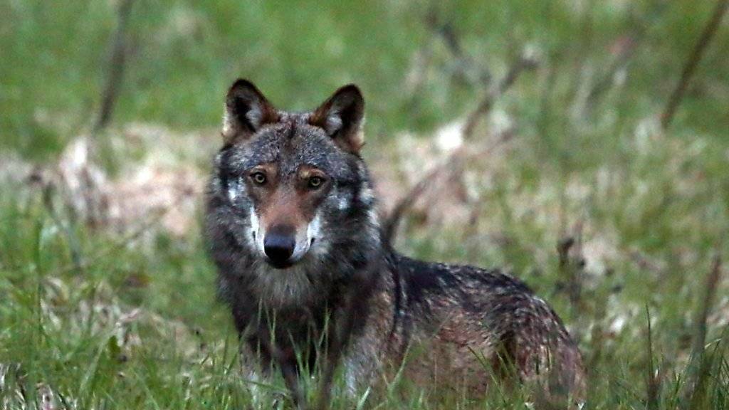 Wolf reisst Mutterschaf in Neuenkirch