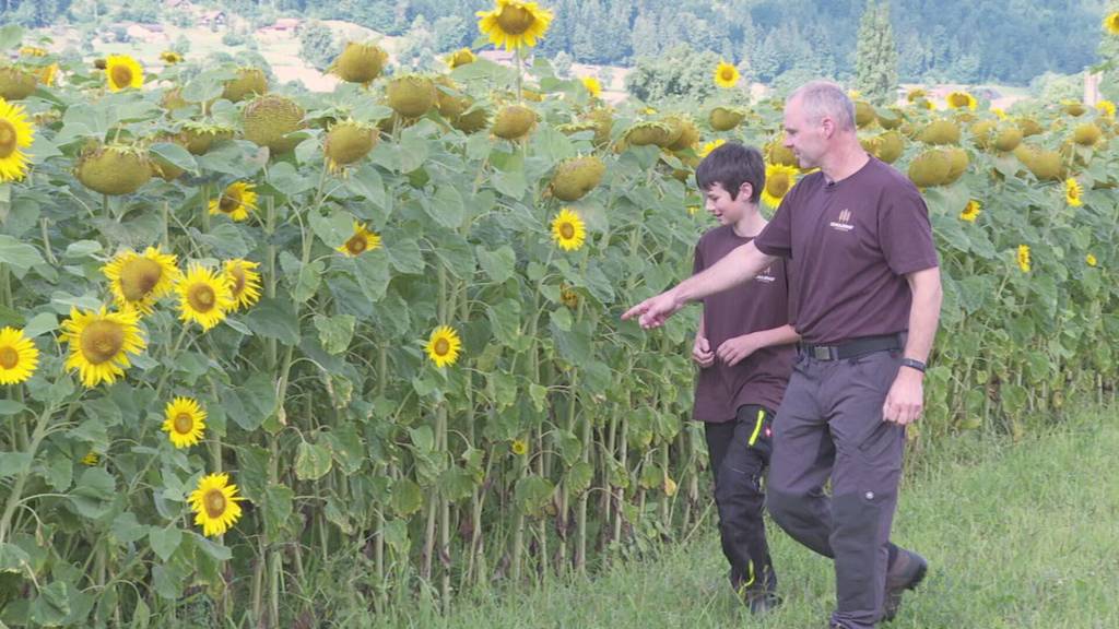Immer mehr Bauern bauen wieder Sonnenblumen an