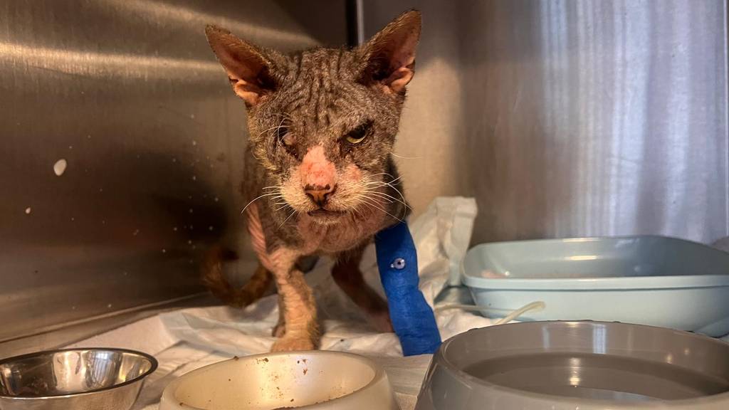 Tierschützerin: «Fritz ist Sinnbild für das Katzenelend in der Schweiz»