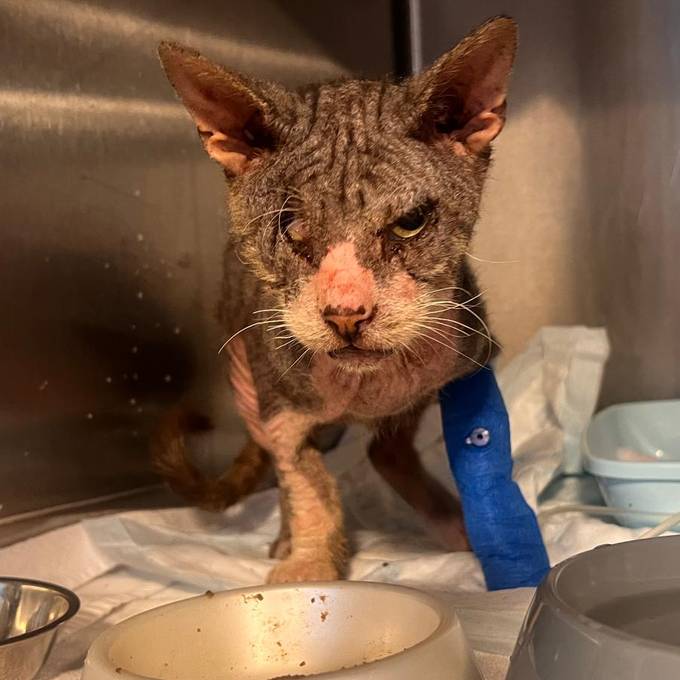 Tierschützerin: «Fritz ist Sinnbild für das Katzenelend in der Schweiz»