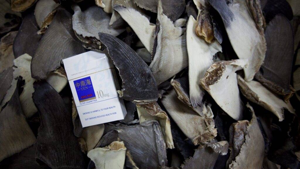Die EU-Kommission will gegen die Verstümmeln von Haien angehen - im Bild Haifischflossen in einem Lagerhaus in Hongkong. (Archivbild)