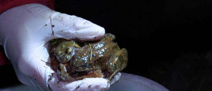 Achtung Froschwanderung – im Köniztal werden Tausende Frösche gerettet