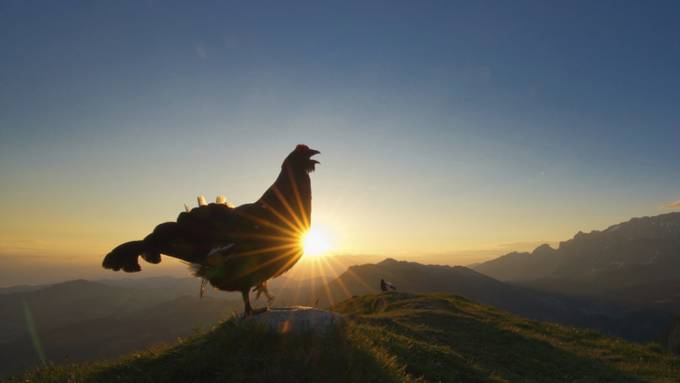 Im Morgenrot balzender Birkhahn gewinnt Vogelwarte-Fotowettbewerb