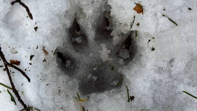 Vier Schafe gerissen – Spuren deuten auf einen Wolf hin