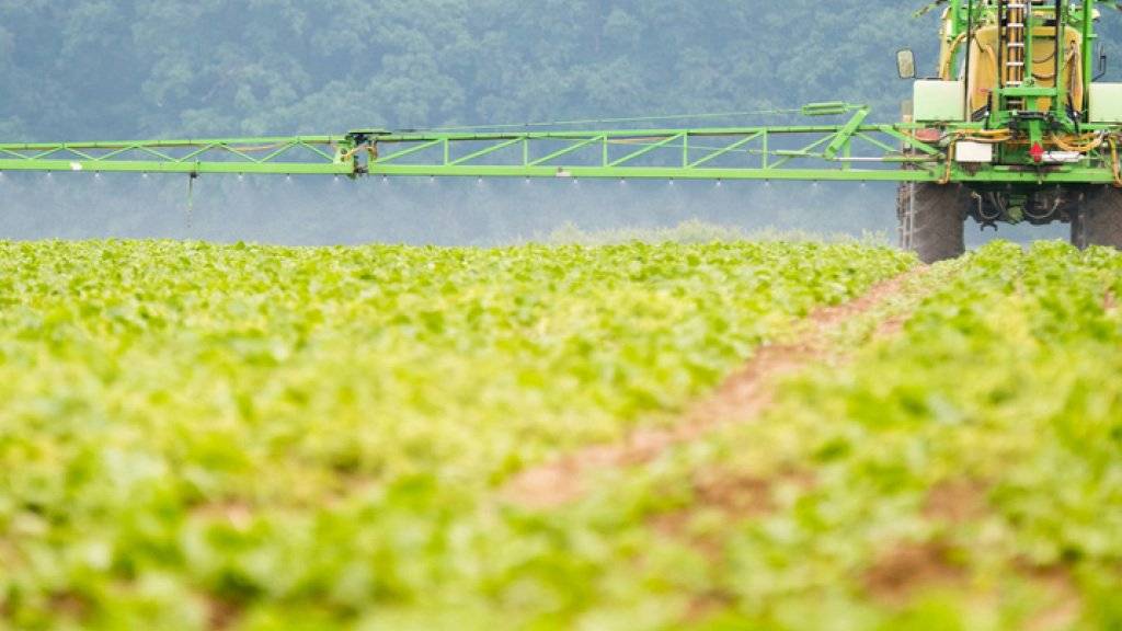 Ein Bauer sprüht Herbizide zur Vernichtung von Unkraut auf ein Feld mit Zuckerrüben. Über mögliche Risiken durch den Unkrautvernichter Glyphosat wird seit Jahren gestritten. (Archiv)