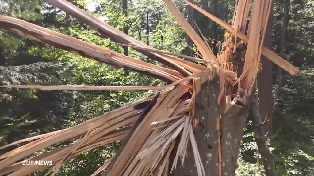 Waldsperrungen im Kanton Zürich aufgrund des Unwetters
