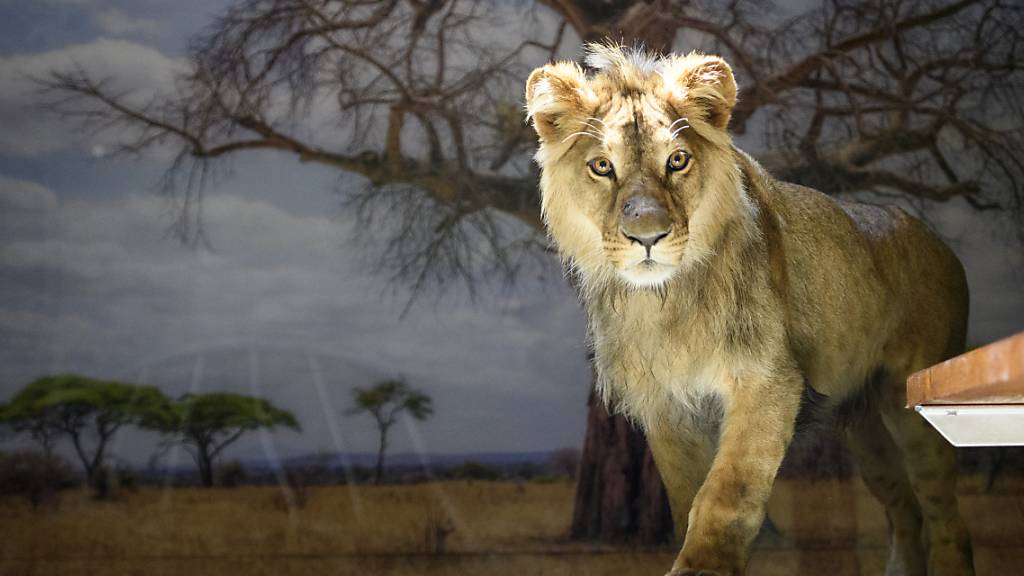 Waadtländer Zoo erhält einen jungen Löwen aus Deutschland