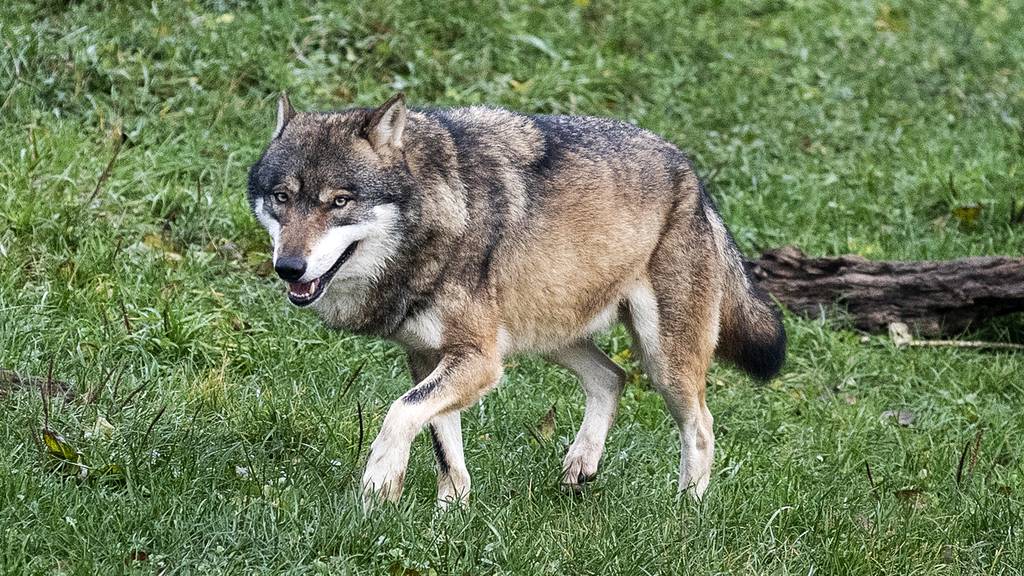 Ein Wolf im Tierpark Goldau, fotografiert am Montag, 25. November 2019.