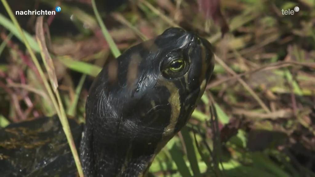 Schildkröten in Buochs müssen weg