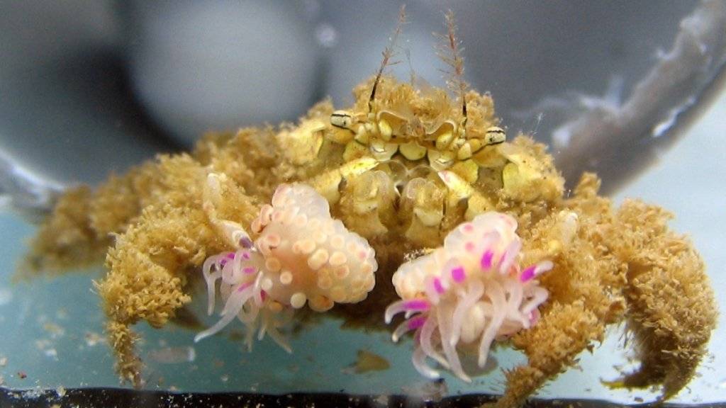 Eine für die Studie gefangene Krabbe (Lybia leptochelis) mit je einer Anemone in den Scheren.