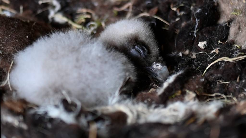 Nachwuchs im Tierpark Goldau
