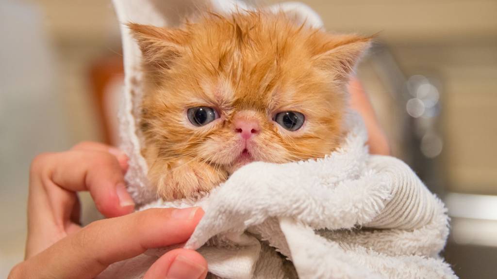 Diesen Katzen Profilen Auf Insta Musst Du Folgen Virgin Radio
