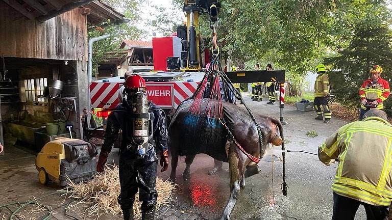 Schutz und Rettung Bern holt Kuh aus Jauchegrube.