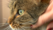 Kein Katzensprung