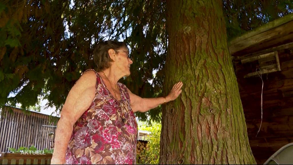 Thuja-Prozess in Seon: Der Lebensbaum muss sterben