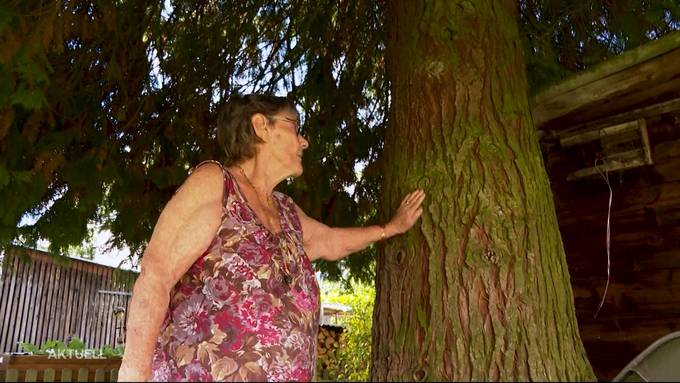 Thuja-Prozess in Seon: Der Lebensbaum muss sterben