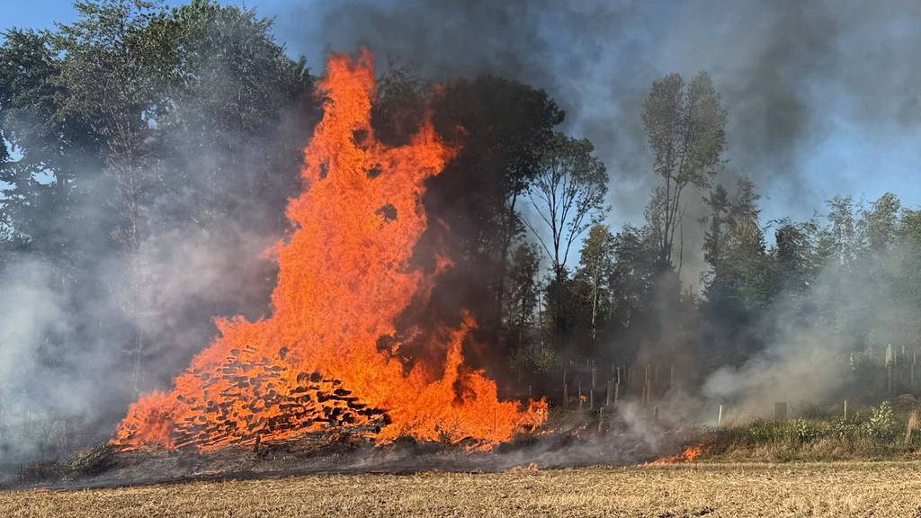 Holzstapel in Koblenz brennt ab – Feuerwehr kann grösseren Waldbrand verhindern